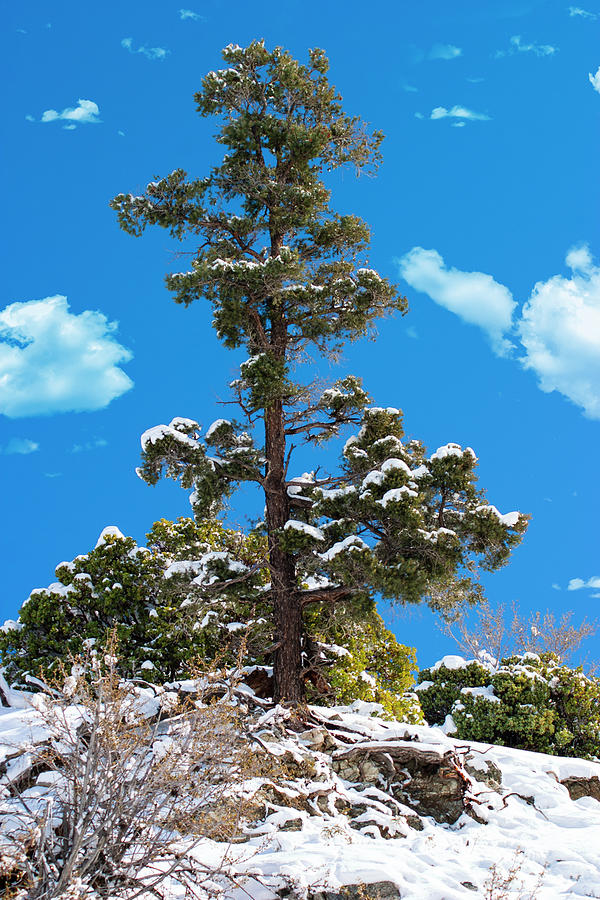 Lone Pine Photograph by Anthony Jones