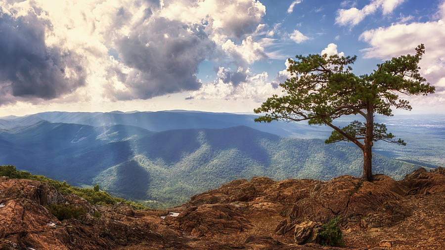 Lone Pine at Ravens Roost - Blue Ridge Parkway Photograph by Susan Rissi Tregoning