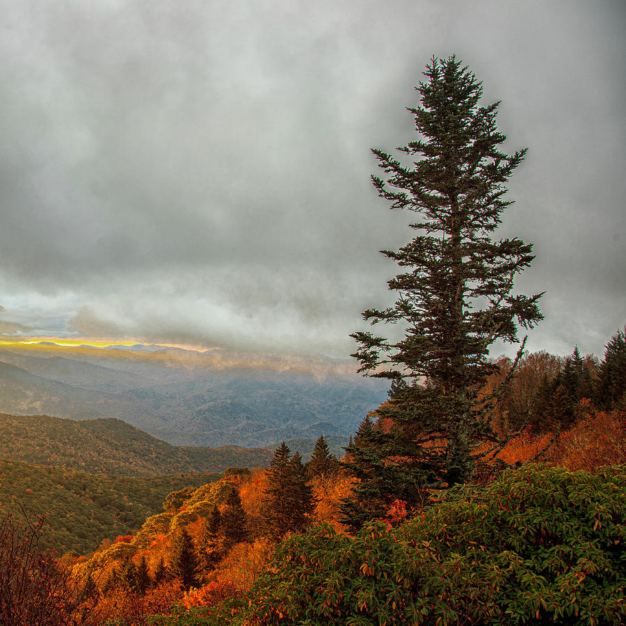 Fall Photograph - Lone Pine at Waterrock Knob Overlook - Blue Ridge Parkway by Bob Decker