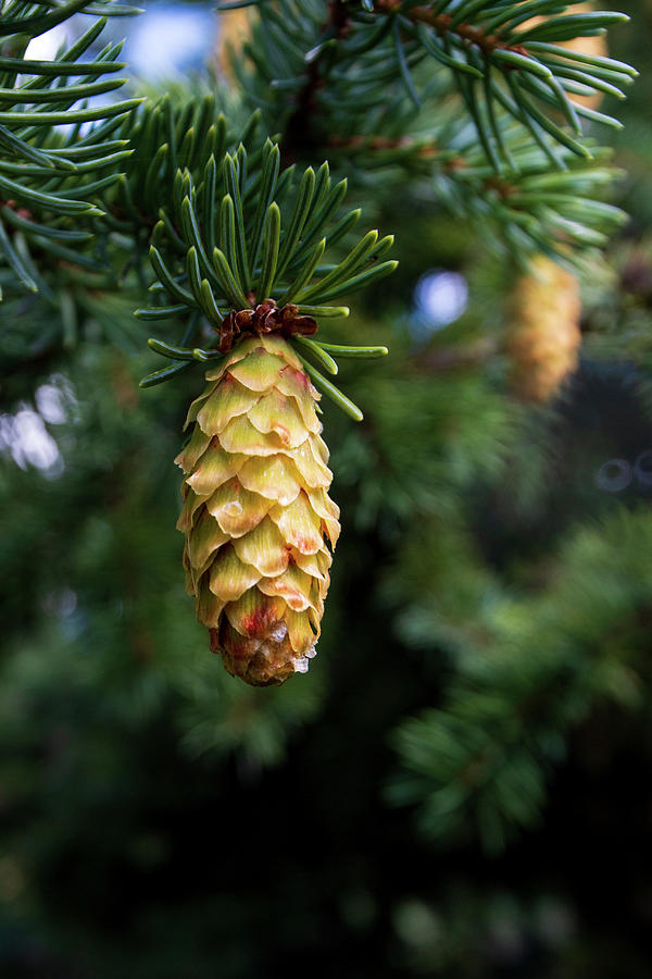 Lone Pine Cone Photograph by Jesse Woodward - Fine Art America