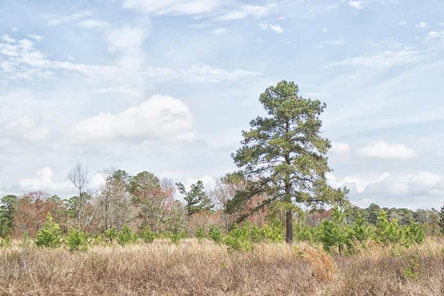 Lone Pine - Eastern North Carolina Photograph by Bob Decker