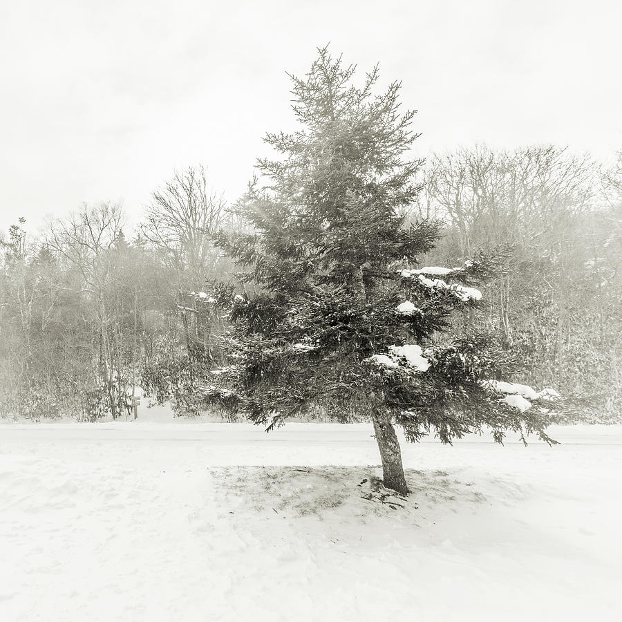 Lone Pine Photograph by Joseph Hawk