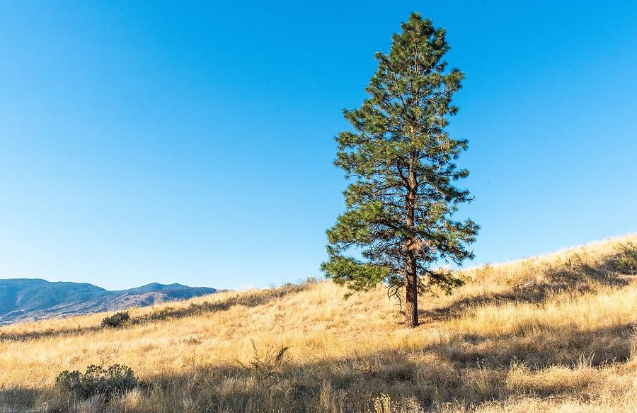 Lone Pine on Munson Mountain Photograph by Tom Cochran