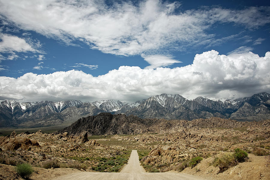 Lone Pine Photograph by Ryan Weddle