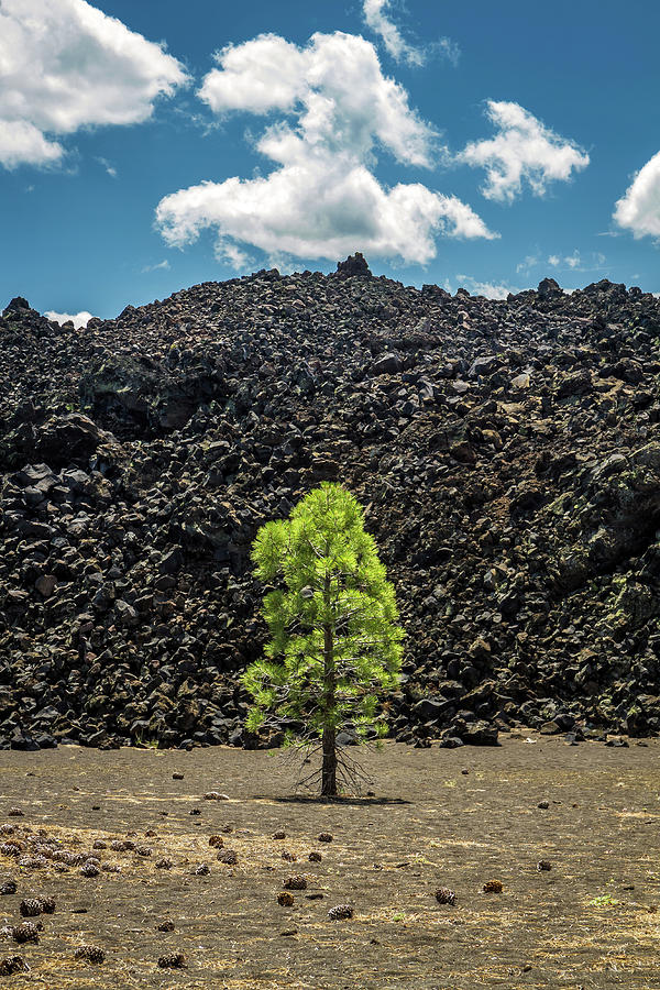 Lone Pine tree at the edge of Fantastic Lava Beds in Lassen Volcanic National Park Photograph by Pierre Leclerc Photography