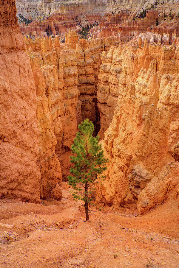 Lone Pine Tree In A Forest Of Hoodoos Photograph