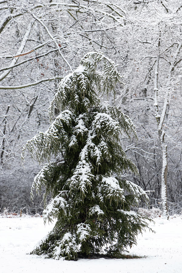 Lone Pine Tree Photograph by Jason Champaigne - Fine Art America