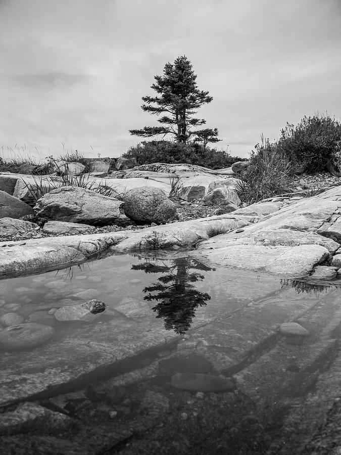 Lone Pine Tree Reflection on Calm Lake Photograph by Pak Hong