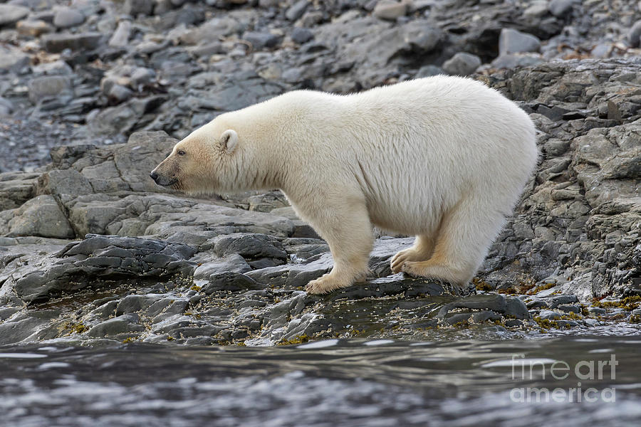 Lone Polar Bear Photograph