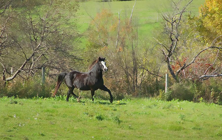 Lone Pony Photograph by Sandra Silva