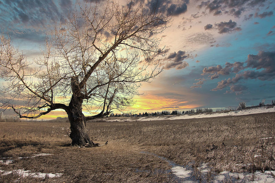 Sunset Photograph - Lone Poplar Tree in the Sunset by Phil And Karen Rispin
