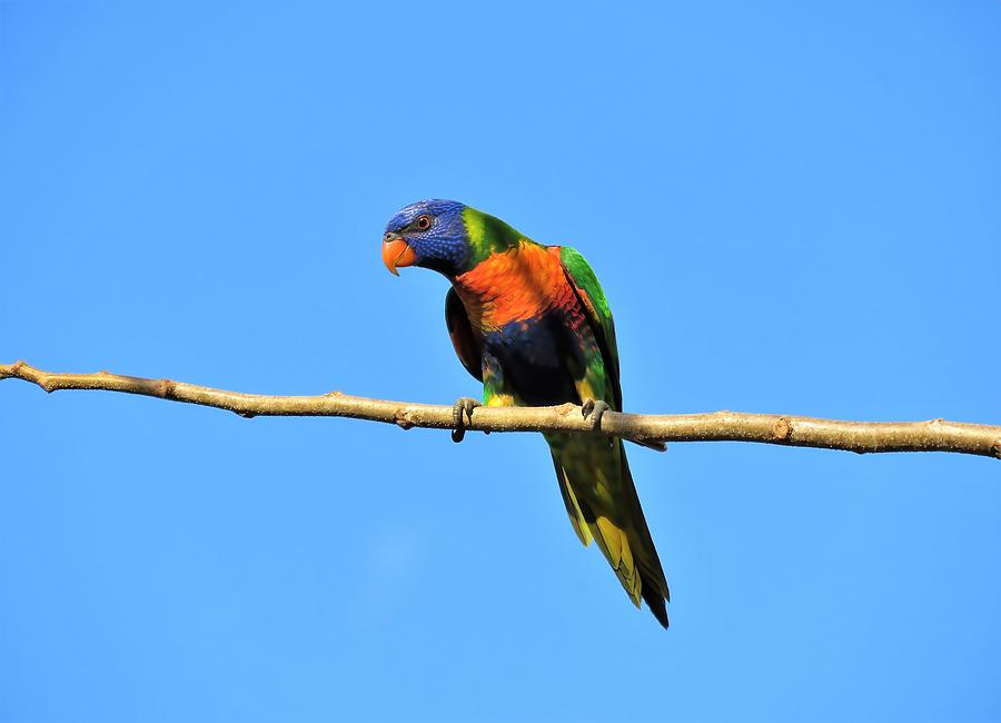 Parrot Photograph - Lone Rainbow Lorikeet  by Joan Stratton