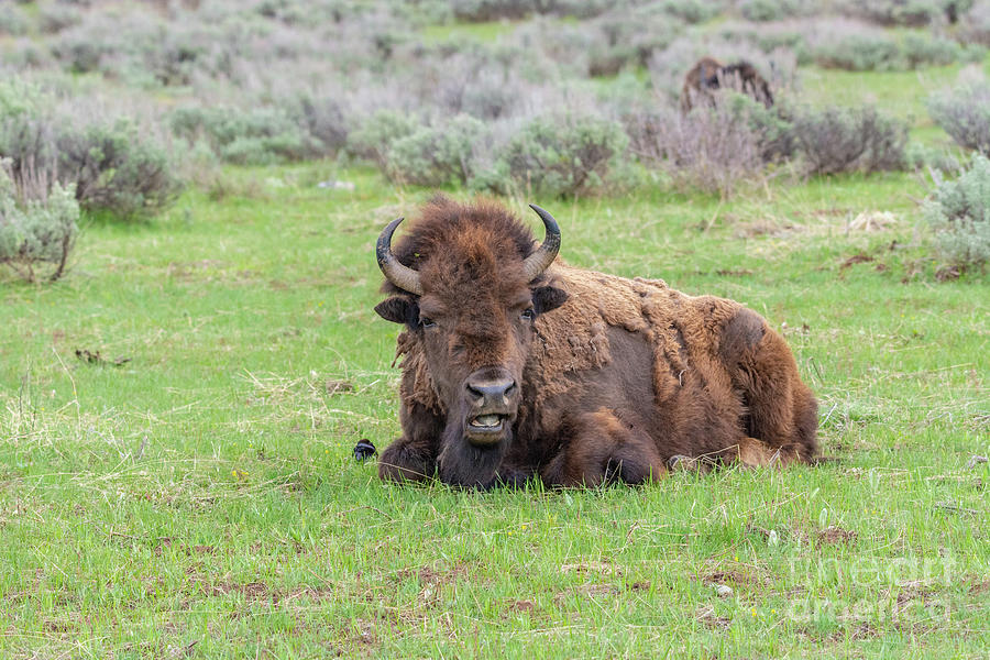 Lone Resting Buffalo Photograph by Daniel Ryan