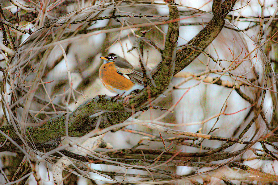 Lone Robin Photograph by Diane Lindon Coy