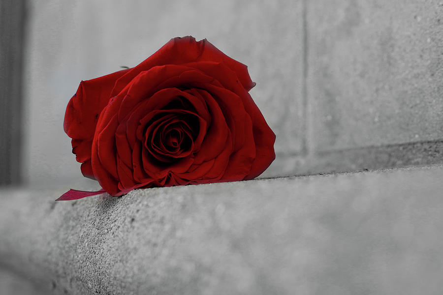 Lone Rose Photograph By Shannon Raditz - Fine Art America