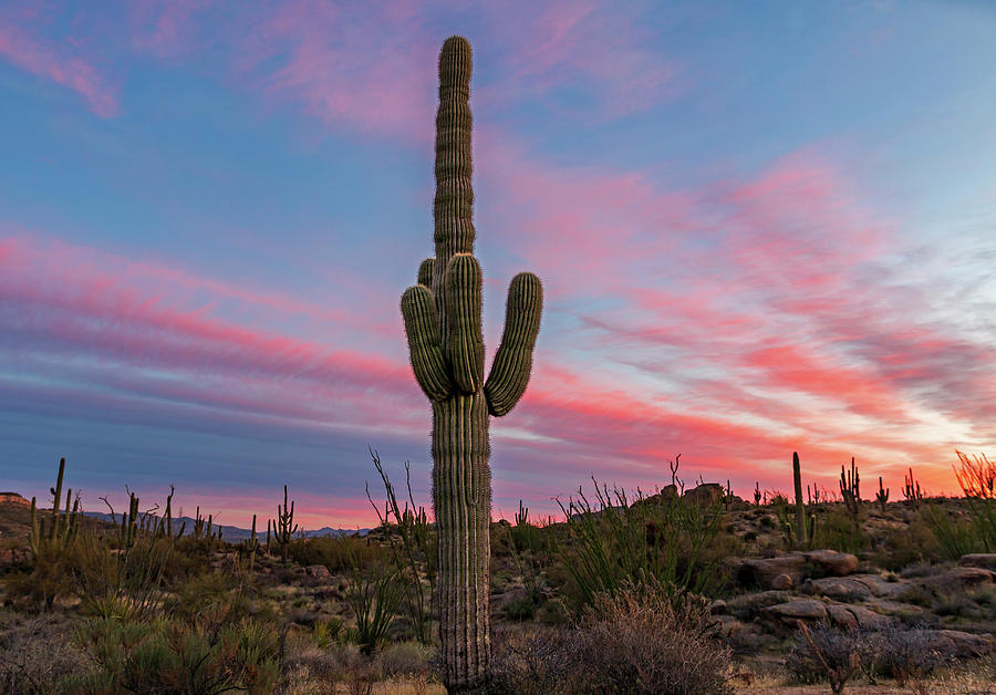 Lone Saguaro Cactus At Dawn in Arizona Desert Photograph by Ray ...