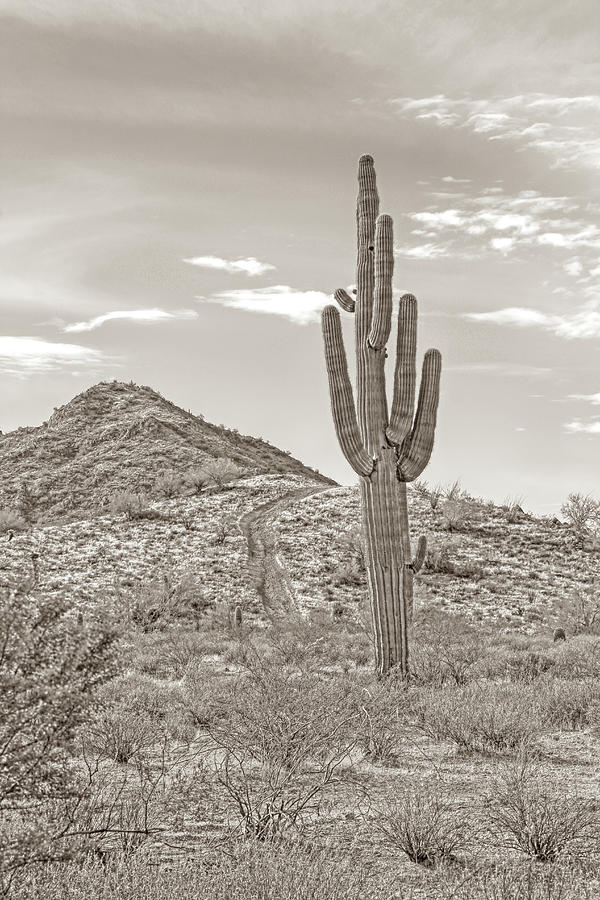 Lone Saguaro Cactus Near Trail Sepia Browns Photograph by Jennie Marie Schell