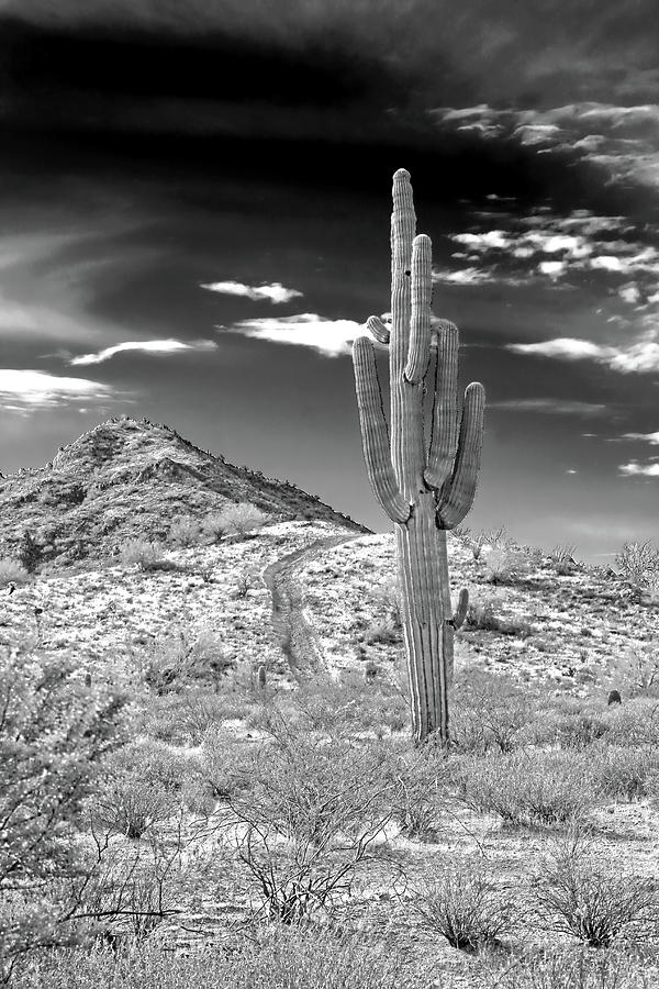 Lone Saguaro Cactus Sonoran Desert Monochrome Photograph by Jennie Marie Schell
