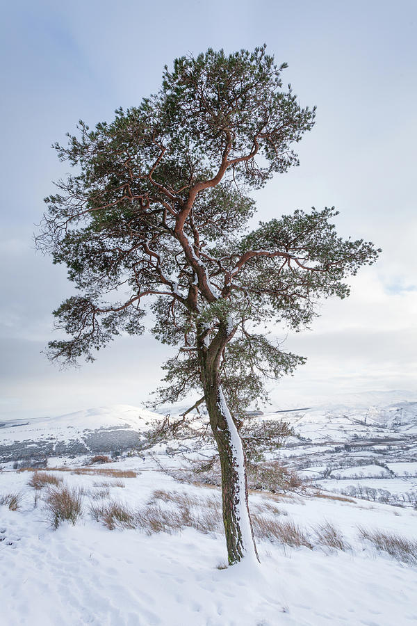 Lone Scots Pine in Snow Photograph by Anita Nicholson
