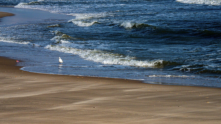 Lone Sea Gull on the beach, LBI, New Jersey Photograph by Louis Dallara Lone Sea Gull on the beach, LBI, New Jersey Photograph by Louis Dallara