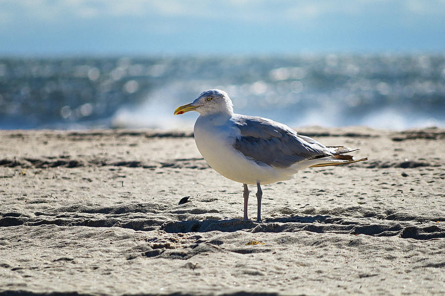 Lone Seagull Photograph by Steven Nelson