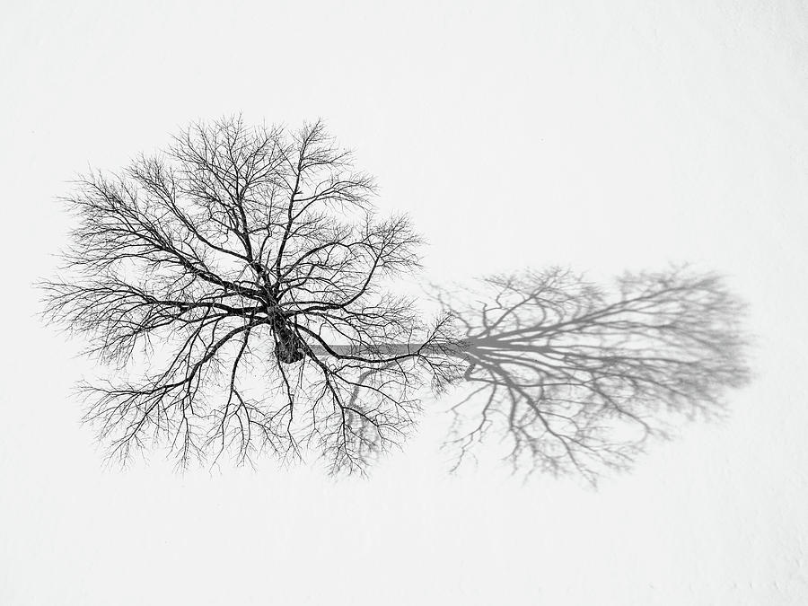 Lone Shadow Tree Photograph by David Letts