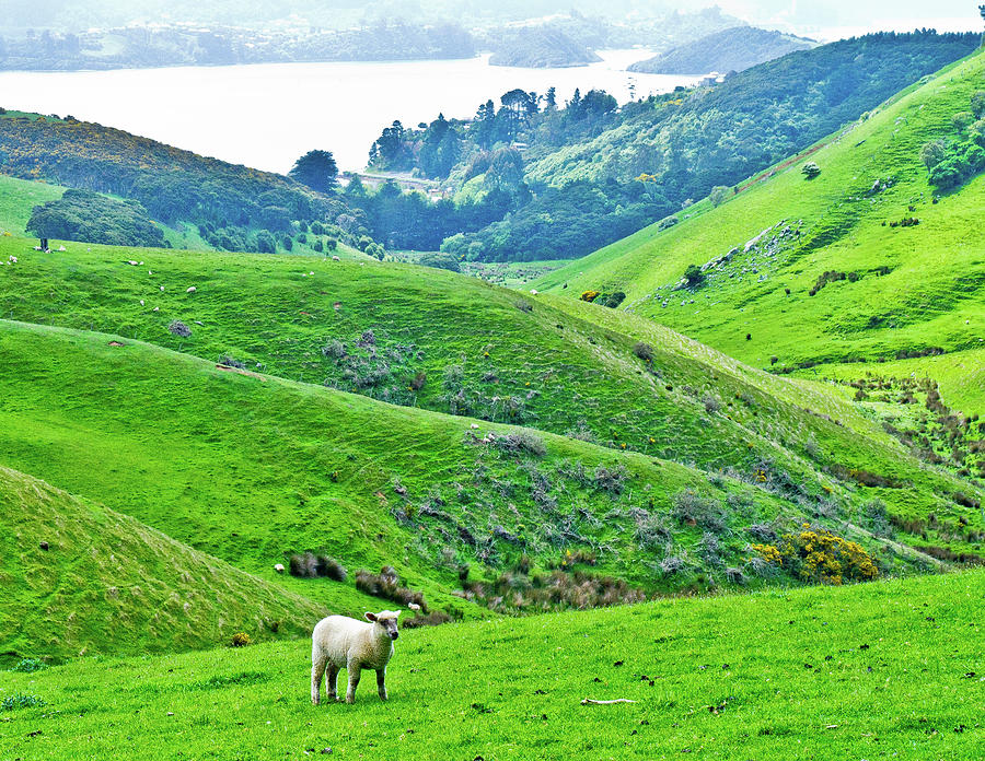 Lone Sheep in Dunedin, New Zealand Photograph by David Morehead
