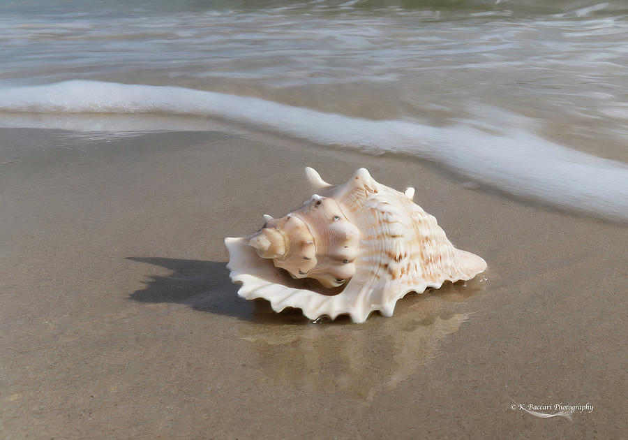 Lone Shell On The Beach Photograph by Kathy Baccari