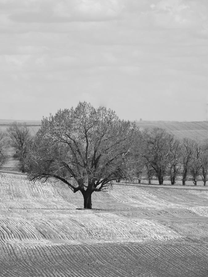 Lone Spring Tree in Black and White Photograph by Amanda R Wright