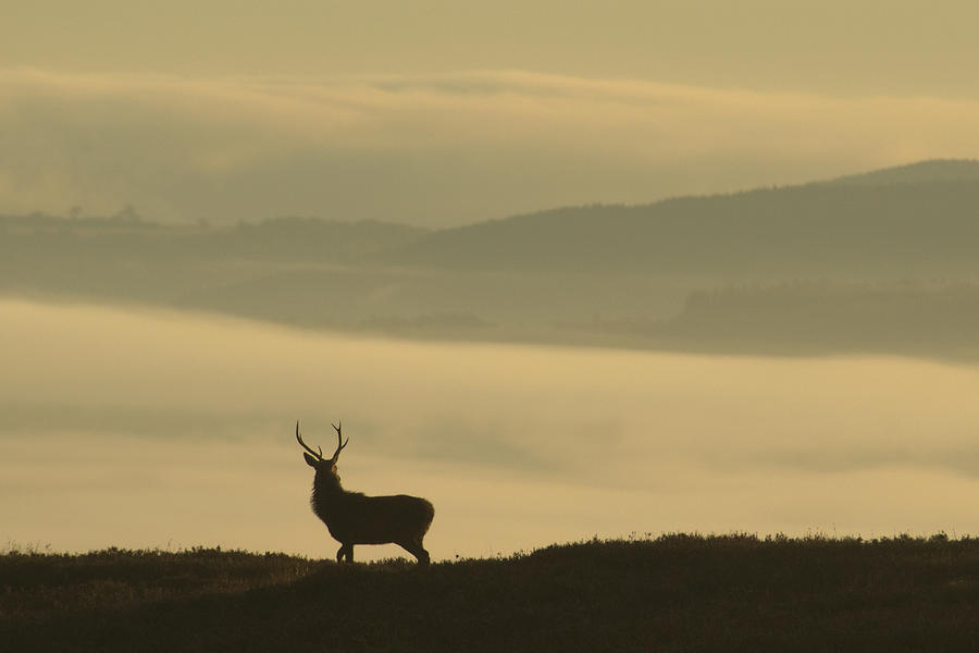 Lone Stag Photograph by Gavin MacRae