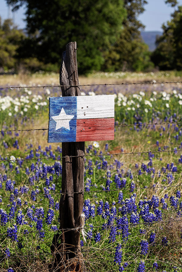 Lone Star and Bluebonnets Photograph by Debby Richards