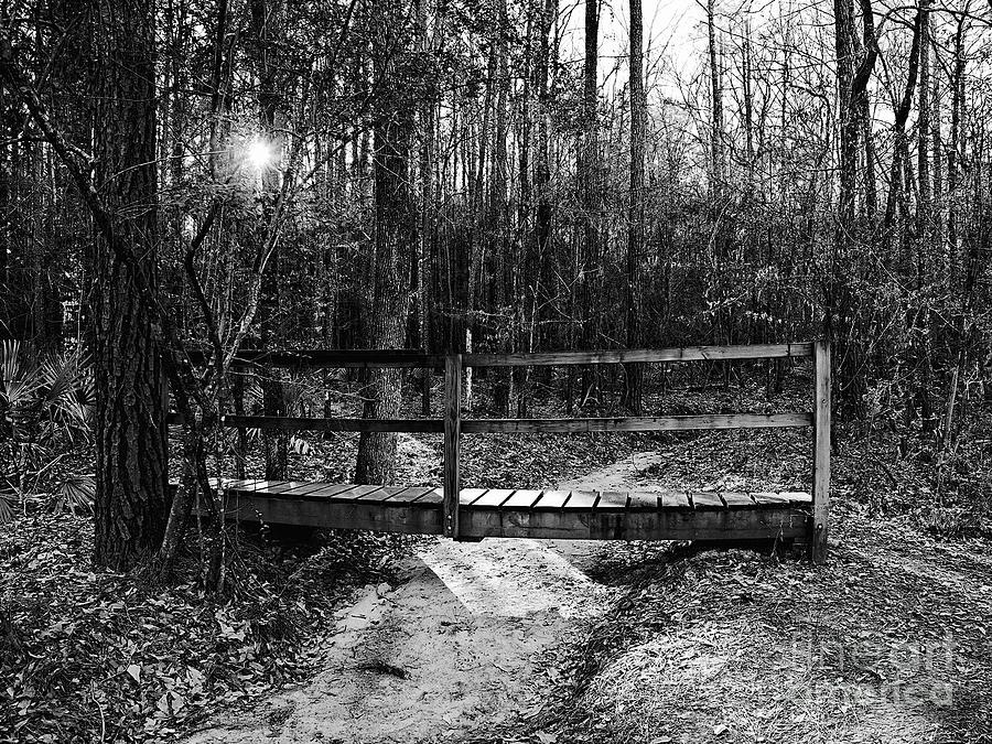 Lone Star Hiking Trail Black And White Photograph