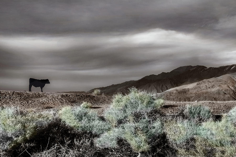 Lone Steer in a Painted Landscape Photograph by Wayne King