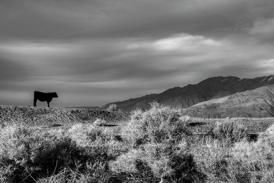 Lone Steer in a Platinum Sky Photograph by Wayne King