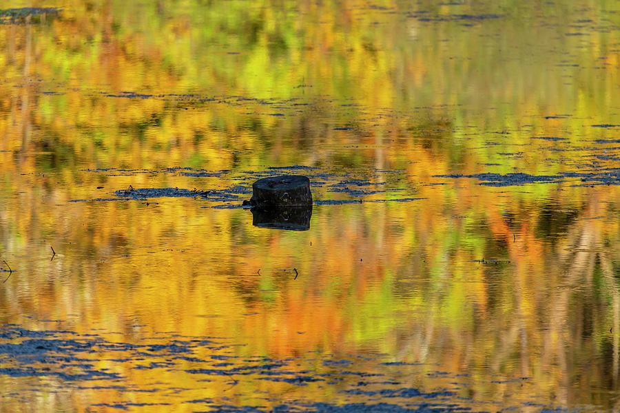 Lone stump in middle of a fall reflection Photograph by Dan Friend