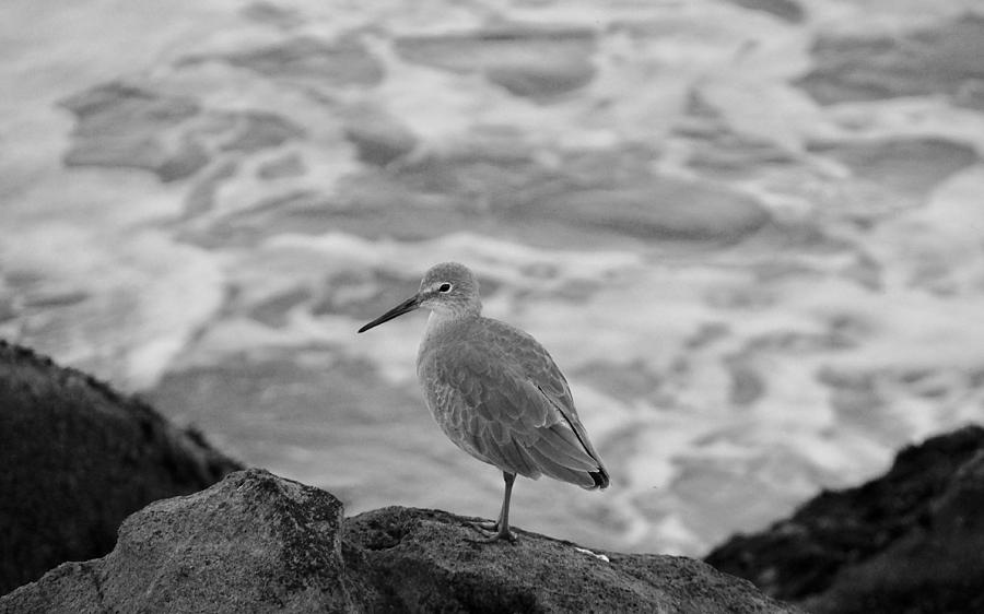 Lone Subject Photograph by Terry Groben - Fine Art America