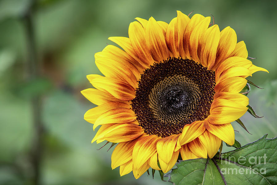 Lone Sunflower Closeup Photograph by Eleanor Abramson
