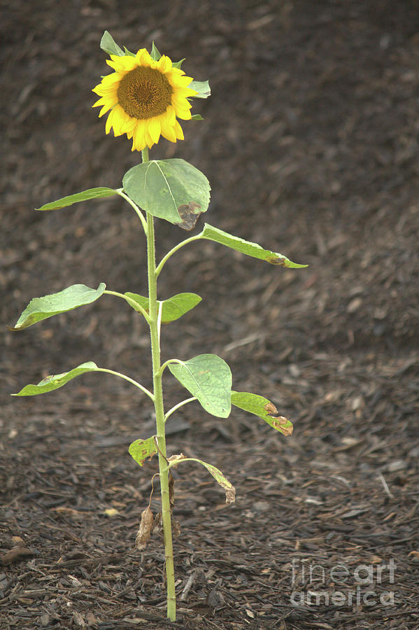 Flowers Still Life Photograph - Lone Sunflower by Mike Cicero
