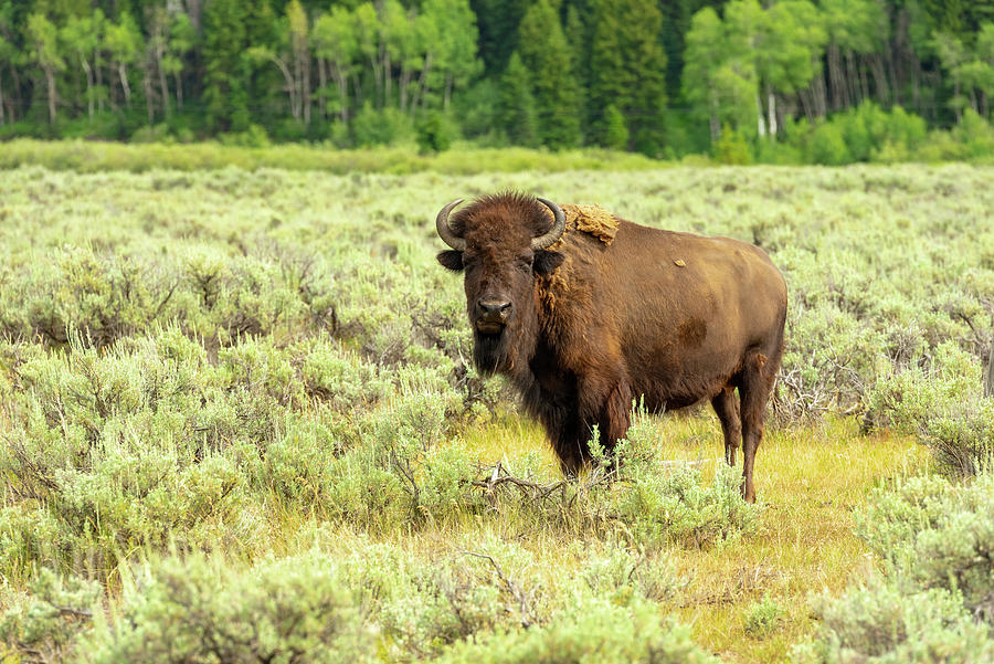 Lone Teton Buffalo Photograph by Tara Krauss