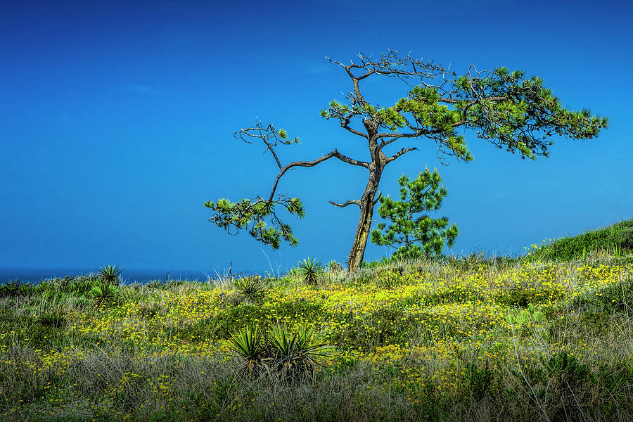 Lone Torrey Pine  at the Torrey Pines State Natural Reserve Photograph by Randall Nyhof