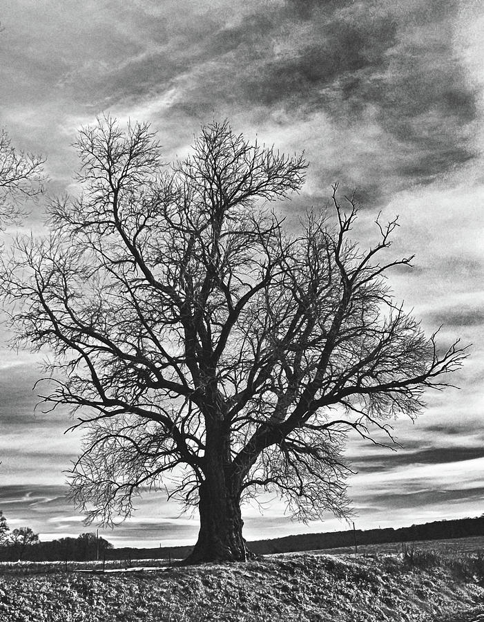 Lone Tree 021 bw Photograph by George Bostian