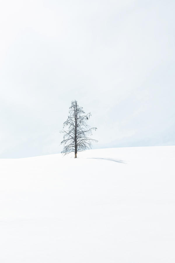 Yellowstone National Park Photograph - Lone Tree by Alex Lapidus
