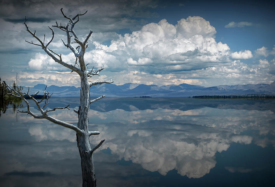 Lone Tree along the shore of Yellowstone Lake with Clouds and Re Photograph by Randall Nyhof