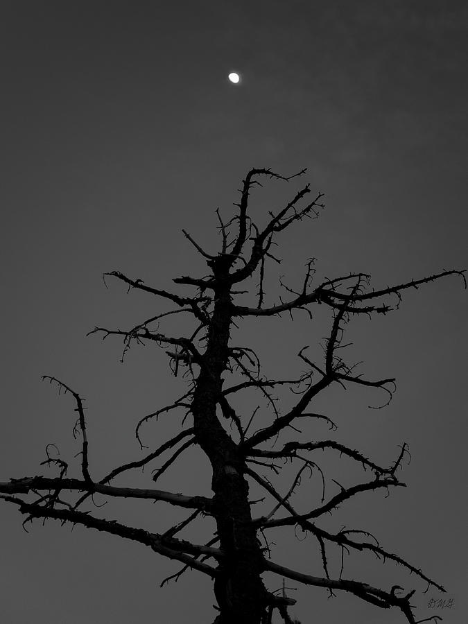 Lone Tree and Moon Bryce NP BW Photograph by David Gordon