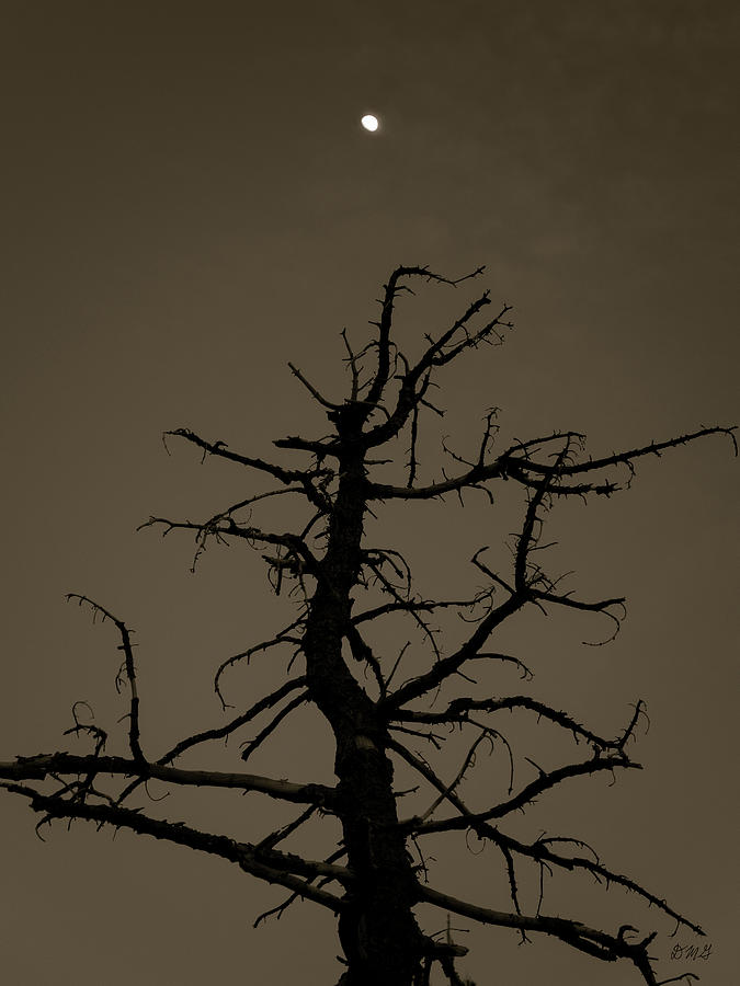 Lone Tree and Moon Bryce NP Toned Photograph by David Gordon