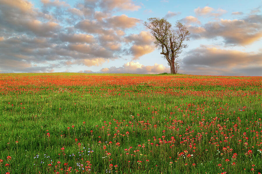 Lone Tree And Paintbrush At Sunset Photograph by James Eddy Lone Tree And Paintbrush At Sunset Photograph by James Eddy