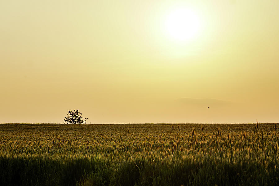 Lone Tree and Sun Photograph by Tana Reiff