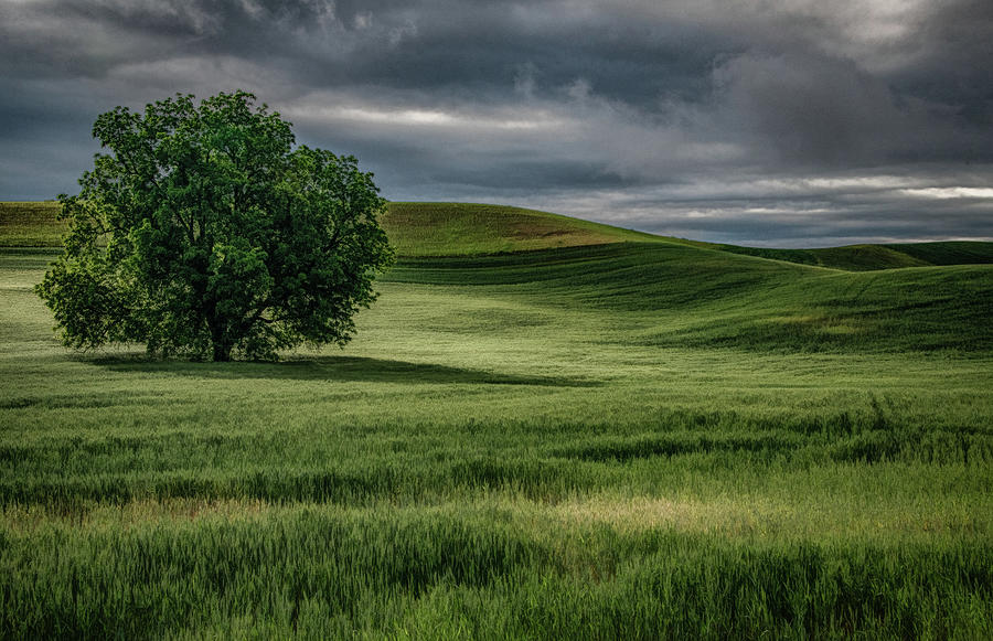 Lone Tree and the Coming Storm Photograph by Marcy Wielfaert
