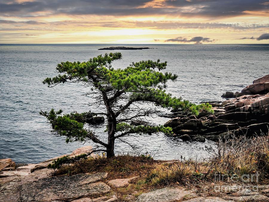 Lone Tree at Acadia Photograph by Kevin Fortier