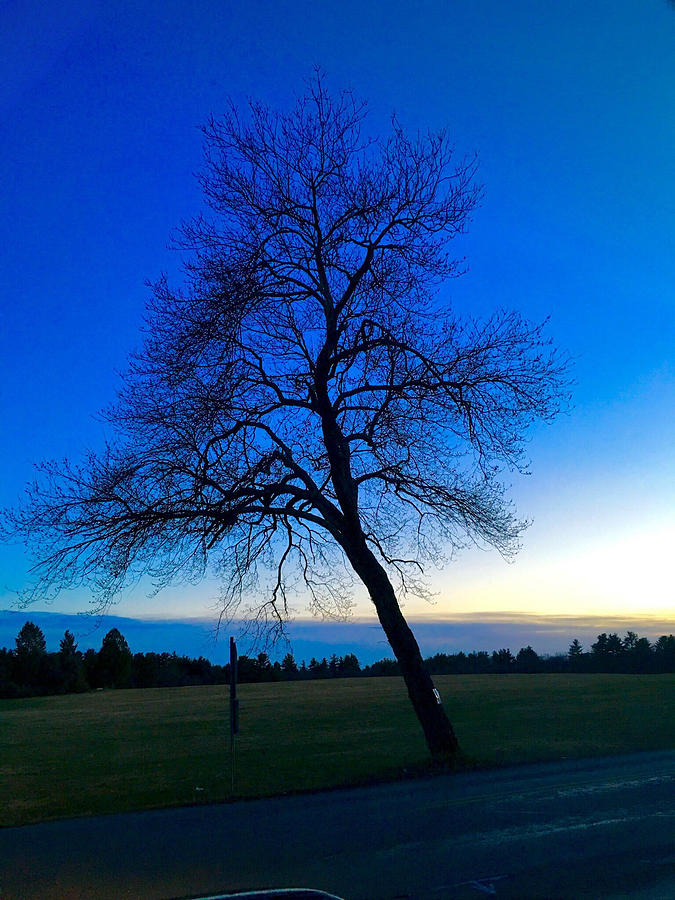 Lone Tree at Blue Hour  Photograph by Lisa Pearlman
